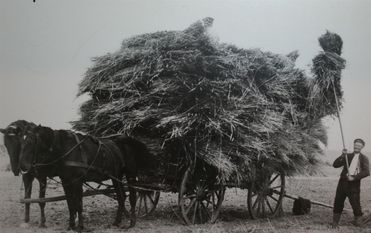 Zu einem interessanten Infoabend mit dem historischen Film „Die Heide stirbt“ lädt die NABU ein. Foto: eb