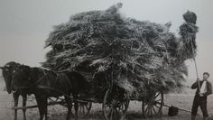 Zu einem interessanten Infoabend mit dem historischen Film „Die Heide stirbt“ lädt die NABU ein. Foto: eb