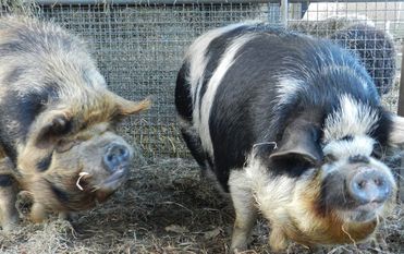 Die Kune-Kune-Schweine Eddie und Sally. Foto: eb