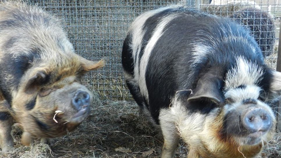 Die Kune-Kune-Schweine Eddie und Sally. Foto: eb