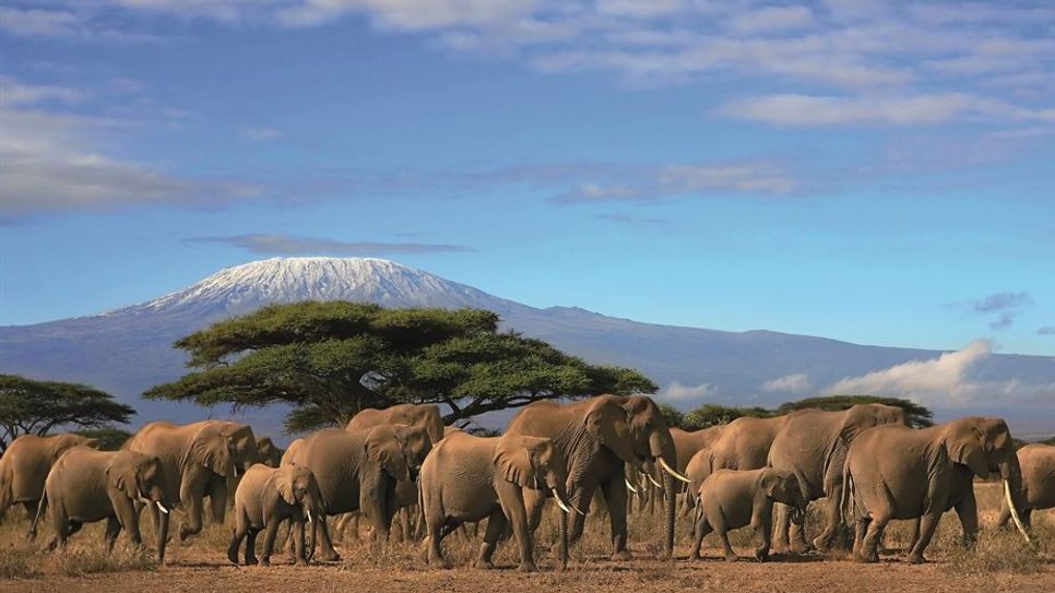 Atemberaubende Tierwelt am Fuße des Kilimanjaro.  Foto: Adobe Stock