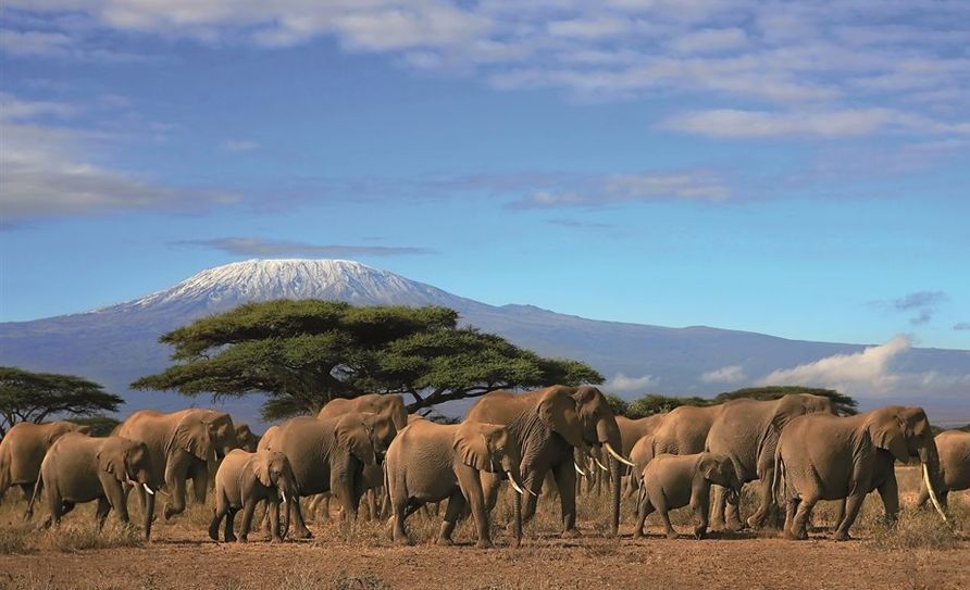 Atemberaubende Tierwelt am Fuße des Kilimanjaro.  Foto: Adobe Stock