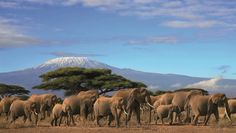 Atemberaubende Tierwelt am Fuße des Kilimanjaro.  Foto: Adobe Stock