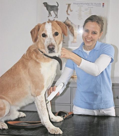 Der Tätigkeitsschwerpunkt von Dr. med. vet. Sinje Treuel-Janz liegt neben der klassischen Schulmedizin in der Akupunktur, mit lokaler Lasertherapie, chinesischen Heilkräutern und Homöopathie. Für den siebenjährigen Mischling Linus ist die Akupunktur mit Laserlicht statt Nadeln eine schmerzfreie Angelegenheit.  Foto: im