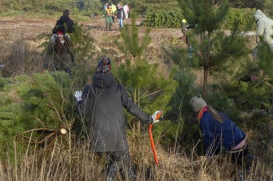 Hochbetrieb herrschte diese Woche im Springmoor bei der gemeinsamen Entkusselungsaktion der KGS Hambergen und des NABU, die bereits seit 15 Jahren kooperieren.  Foto: hc