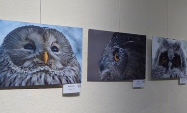 Die Eulenbilder des Fotowettbewerbs ergänzen ab sofort die Ausstellung im Norddeutschen Vogelmuseum in der Museumsanlage Osterholz-Scharmbeck.  Foto: hc