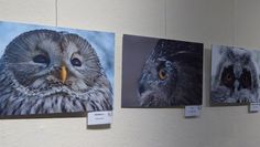 Die Eulenbilder des Fotowettbewerbs ergänzen ab sofort die Ausstellung im Norddeutschen Vogelmuseum in der Museumsanlage Osterholz-Scharmbeck.  Foto: hc