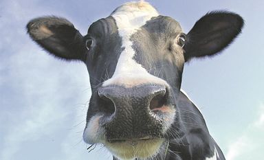 Landwirte sind es gewohnt, Herausforderungen zu meistern. Wie es mit der Milchwirtschaft im Landkreis Osterholz aussieht, wurde beim „Tag des Rindes 2019“ diskutiert. Foto: Fotolia/AndiTaranczuk