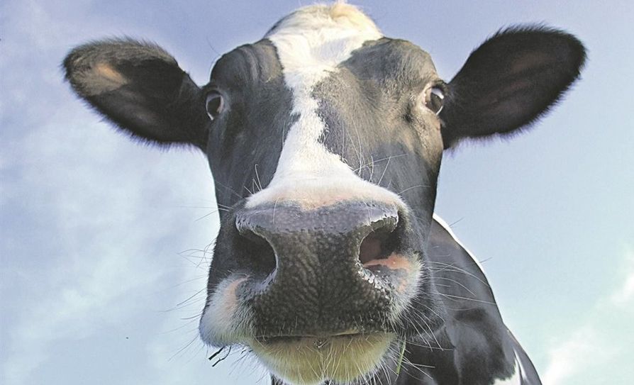 Landwirte sind es gewohnt, Herausforderungen zu meistern. Wie es mit der Milchwirtschaft im Landkreis Osterholz aussieht, wurde beim „Tag des Rindes 2019“ diskutiert. Foto: Fotolia/AndiTaranczuk