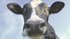 Landwirte sind es gewohnt, Herausforderungen zu meistern. Wie es mit der Milchwirtschaft im Landkreis Osterholz aussieht, wurde beim „Tag des Rindes 2019“ diskutiert.  Foto: Fotolia/AndiTaranczuk