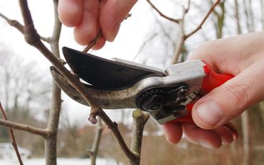 Mit dem richtigen Pflegeschnitt bleibt der Baum gesund. Foto: eb