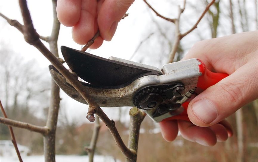 Mit dem richtigen Pflegeschnitt bleibt der Baum gesund. Foto: eb