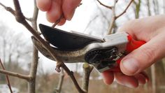 Mit dem richtigen Pflegeschnitt bleibt der Baum gesund. Foto: eb