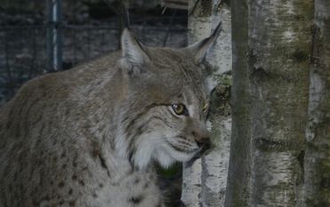 Der Luchs Levi im Beverstedter Tierpark CUX-ART. Foto: eb