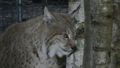Der Luchs Levi im Beverstedter Tierpark CUX-ART. Foto: eb