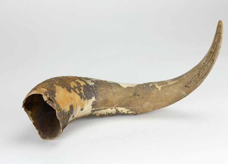 Funde wie dieses Horn eines Auerochsen aus dem Faljer Moor geben Aufschluss über die nacheiszeitliche Tierwelt.
 Foto: Bachmann-Museum Bremervörde