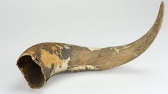 Funde wie dieses Horn eines Auerochsen aus dem Faljer Moor geben Aufschluss über die nacheiszeitliche Tierwelt.
 Foto: Bachmann-Museum Bremervörde