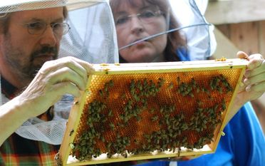 Dirk Israel bei der Durchsicht seiner Honigbienen, Einsteigerin Bettina Schroeder guckt ihm über die Schulter. Foto: Hans Dietrich