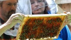 Dirk Israel bei der Durchsicht seiner Honigbienen, Einsteigerin Bettina Schroeder guckt ihm über die Schulter. Foto: Hans Dietrich