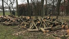 In Selsingen stehen mehrere Holzstapel zur Auktion bereit. Foto: eb