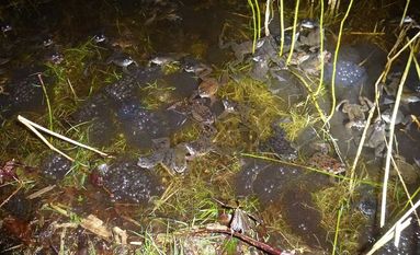 Aktuell 10 Grad und leichter Regen lösten die Laichwanderung aus. Foto: eb