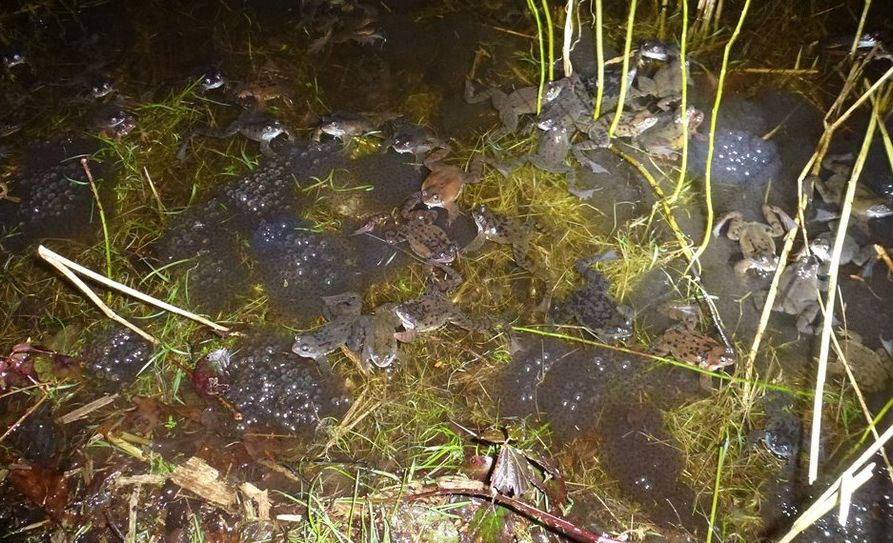 Aktuell 10 Grad und leichter Regen lösten die Laichwanderung aus. Foto: eb