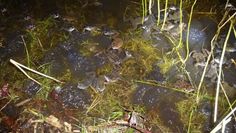 Aktuell 10 Grad und leichter Regen lösten die Laichwanderung aus. Foto: eb