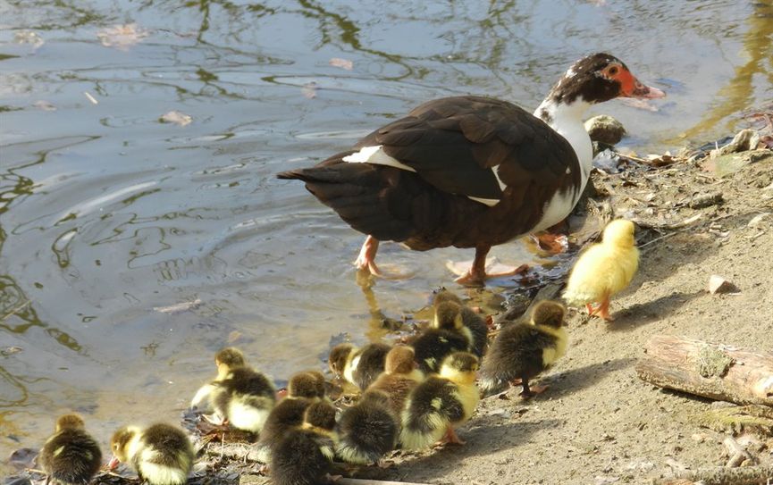 Die gerade geschlüpften Entenküken machen ihren ersten Ausflug.
 Foto: eb