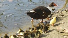 Die gerade geschlüpften Entenküken machen ihren ersten Ausflug.
 Foto: eb