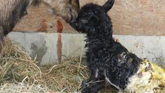 Die liebevolle Ziegenmutter umsorgt ihr gerade geborenes Junges. Foto: eb