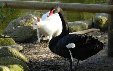 Freunde für`s Leben: Trauerschwan und Wallaby. Foto: eb