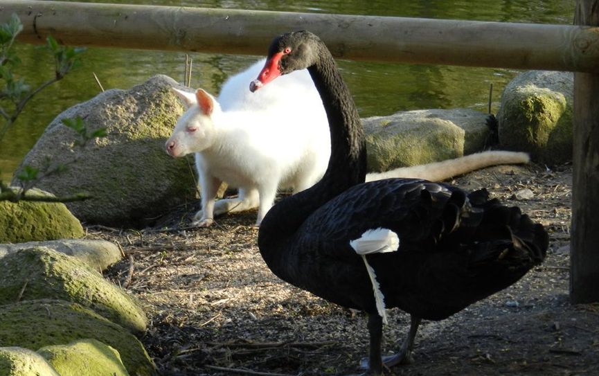Freunde für`s Leben: Trauerschwan und Wallaby. Foto: eb
