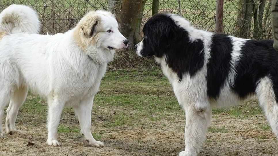 Können sich gut riechen: Beim Infotag des Hundesportvereins können auch Hunde neue Freundschaften schließen.  Foto: eb