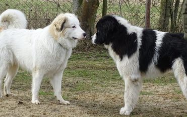 Können sich gut riechen: Beim Infotag des Hundesportvereins können auch Hunde neue Freundschaften schließen.  Foto: eb