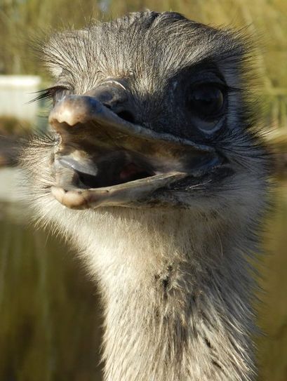 Der Nanduhahn freut sich schon auf die Besucher. Foto: eb