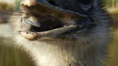 Der Nanduhahn freut sich schon auf die Besucher. Foto: eb