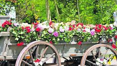 Wer am 1. Mai frühlingshafte Stimmung und florale Gestaltungen genießen möchte, macht sich auf zum Maimarkt.  Foto: Archiv
