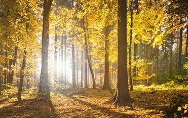 Die FriedWald GmbH hat ungewohnte Wege beschritten und neue Akzente in der Bestattungskultur gesetzt. Foto: Archiv/eb