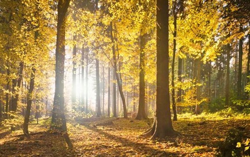 Die FriedWald GmbH hat ungewohnte Wege beschritten und neue Akzente in der Bestattungskultur gesetzt. Foto: Archiv/eb