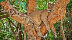 Queen Elizabeth National Park: Im südlichen Teil bekommt man mit etwas Glück einige Löwen zu Gesicht, die in den Big Trees faul herumliegen. Foto: djd/Abendsonne Afrika/Jürgen Ritterbach