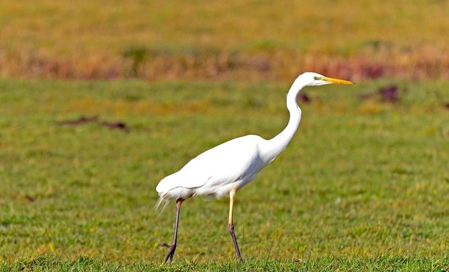 Der Silbereiher gehört zur Familie der Reiher aus der Ordnung Pelecaniformes. 
 Foto: BUND/Georg Wietschorke