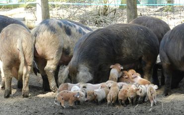 Die vielen unterschiedlichen Schweinerassen mit Ferkelchen sind stets ein Anziehungspunkt für die Besucher. Foto: eb