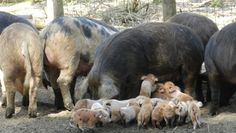 Die vielen unterschiedlichen Schweinerassen mit Ferkelchen sind stets ein Anziehungspunkt für die Besucher. Foto: eb