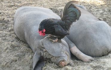 Die chinesischen Maskenschweine Su und Wang freuen sich über die Fellpflege vom kleinen Zwerghahn. Foto: eb