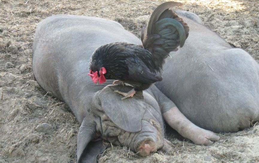 Die chinesischen Maskenschweine Su und Wang freuen sich über die Fellpflege vom kleinen Zwerghahn. Foto: eb