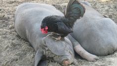 Die chinesischen Maskenschweine Su und Wang freuen sich über die Fellpflege vom kleinen Zwerghahn. Foto: eb