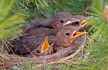 Jungamseln im Nest. Foto: NABU/Sabine Teufl