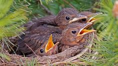 Jungamseln im Nest. Foto: NABU/Sabine Teufl