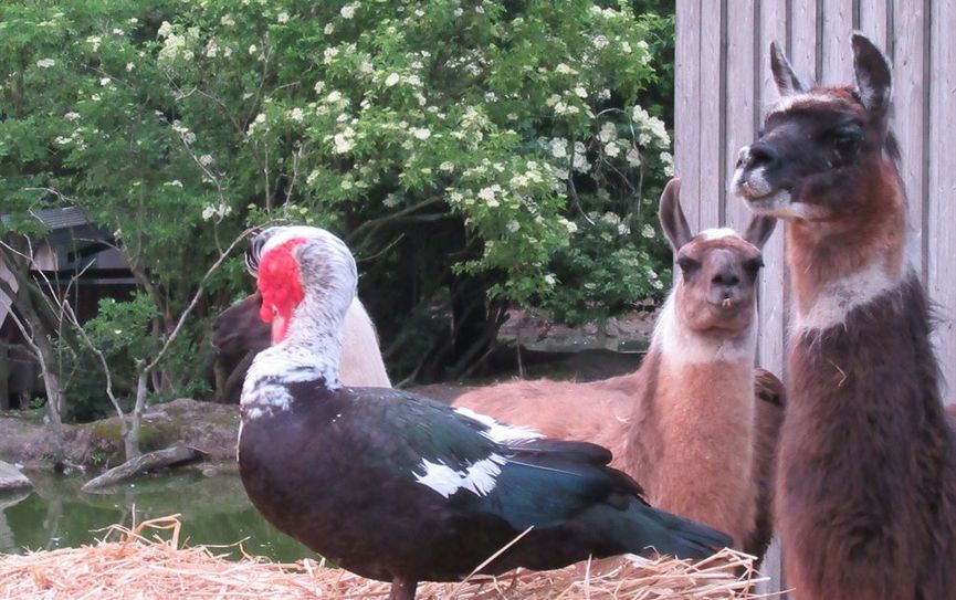 Die Lamas Horst und Daisy mit einer Warzenente. Foto: eb