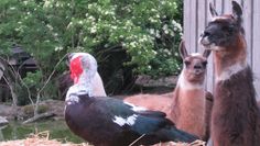Die Lamas Horst und Daisy mit einer Warzenente. Foto: eb